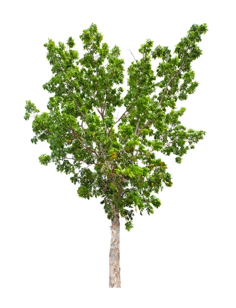 Single Tree Geïsoleerd Witte Achtergrond Met Knippad — Stockfoto