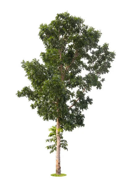 Single Tree Geïsoleerd Witte Achtergrond Met Knippad — Stockfoto