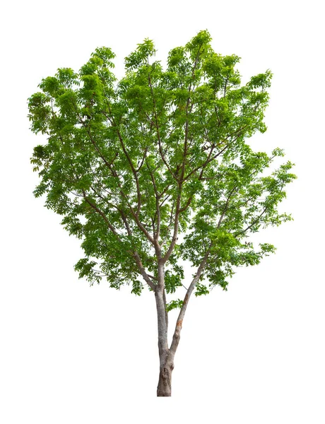 Single Tree Geïsoleerd Witte Achtergrond Met Knippad — Stockfoto