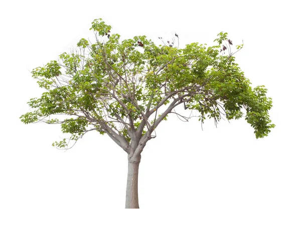 Единое Дерево Выделенное Белом Фоне Вырезанием Пути — стоковое фото
