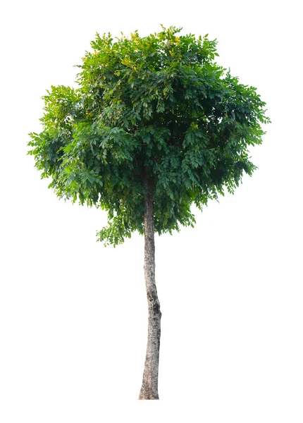 Single Tree Geïsoleerd Witte Achtergrond Met Knippad — Stockfoto
