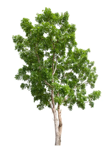 Einzelner Baum Isoliert Auf Weißem Hintergrund Mit Clipping Pfad — Stockfoto