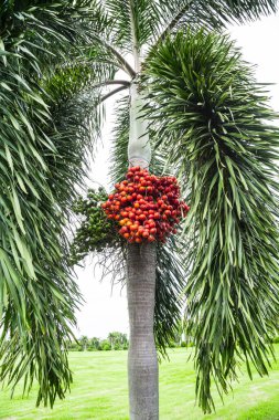 Betel fındıkları ya da ağaçtaki fındıklar