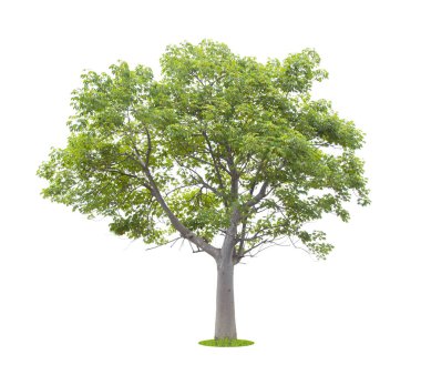 Tek Ağaç, kırpma yolu ile beyaz arkaplanda izole.