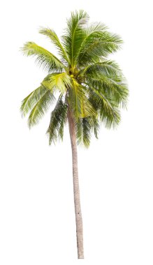 Hindistan cevizi ağacı beyaz arkaplanda izole edilir, kırpma yolunu kaydet.