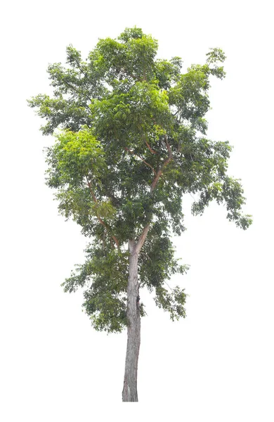 Єдине Дерево Ізольовано Білому Тлі Відсічним Контуром — стокове фото