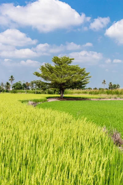 Risfältet Och Blå Himmel Moln Bakgrund Thailand — Stockfoto