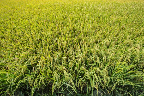 Yellow Green Rice Paddy Rice Field Thailand — Fotografia de Stock