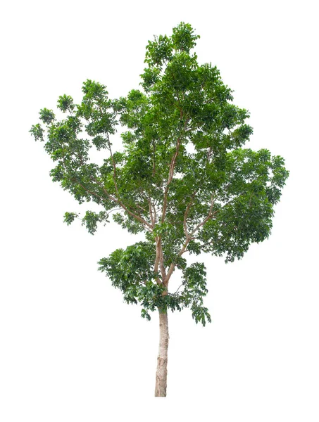 Único Árbol Aislado Sobre Fondo Blanco Con Ruta Recorte — Foto de Stock