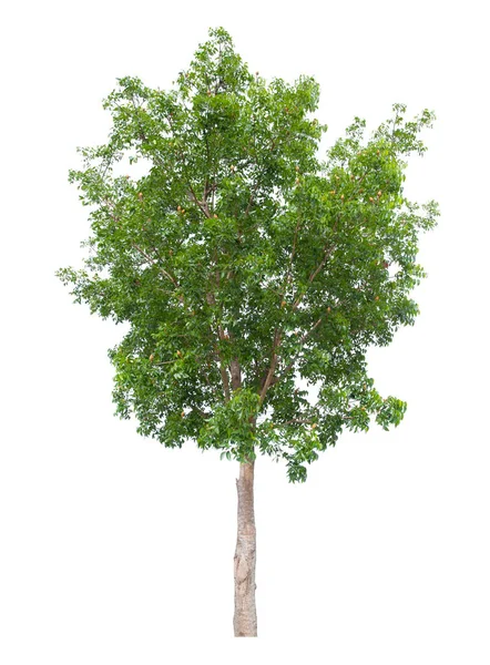 Pojedyncze Drzewo Odizolowane Białym Tle Ścieżką Wycinania — Zdjęcie stockowe