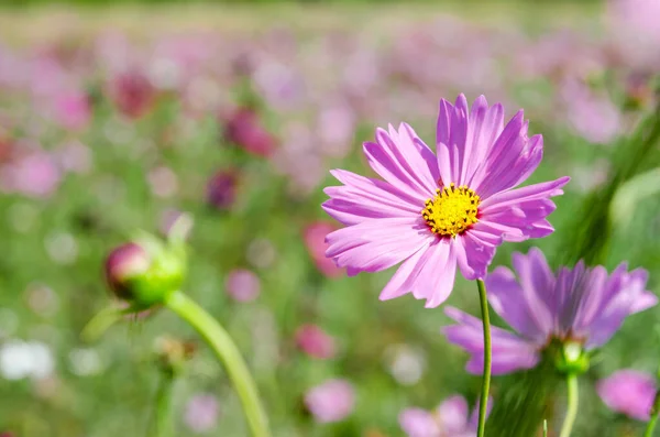 Cosmos Flower Face Sunrise Field — Stok fotoğraf