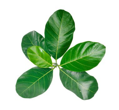 Beyaz arka planda izole edilmiş taze yeşil ağaç yaprakları. Kırpma yolunu kaydet.