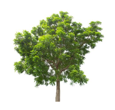 Tek Ağaç, kırpma yolu ile beyaz arkaplanda izole.