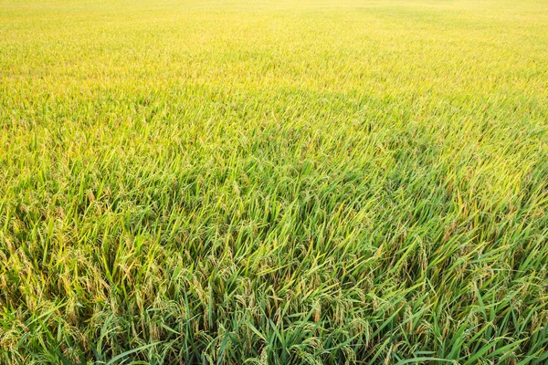 Riz Vert Jaune Dans Rizière Paddy Thaïlande — Photo