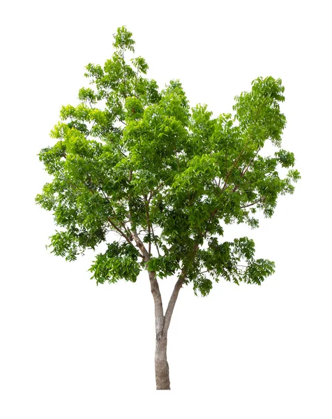 Single Tree Geïsoleerd Witte Achtergrond Met Knippad — Stockfoto