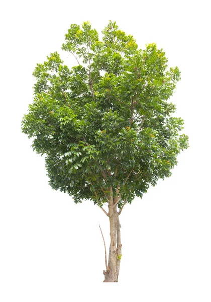 Único Árbol Aislado Sobre Fondo Blanco Con Ruta Recorte — Foto de Stock