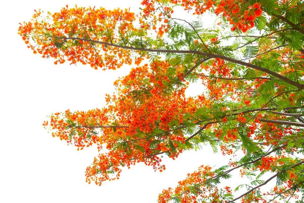 Ветвь Flam Бойент Дерево Пламя Дерева Королевская Poinciana Дерево Изолированы — стоковое фото