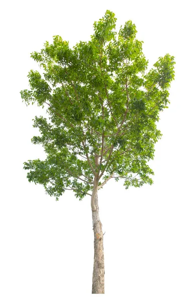 Enkelt Træ Isoleret Hvid Baggrund Med Klipning Sti - Stock-foto