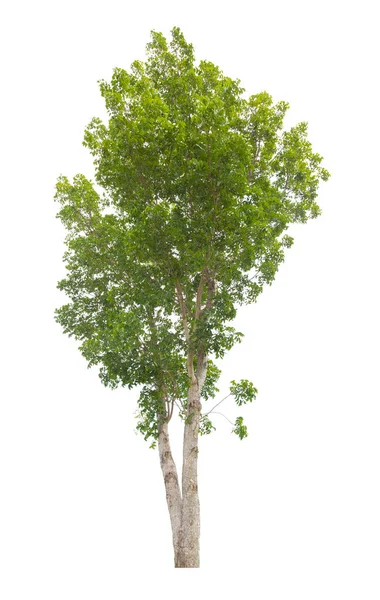 Tek Ağaç Kırpma Yolu Ile Beyaz Arkaplanda Izole — Stok fotoğraf