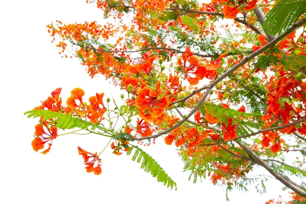 Tak Van Flam Boyant Boom Vlam Boom Royal Poinciana Boom — Stockfoto