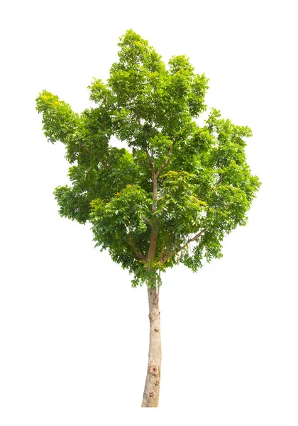 Single Tree Geïsoleerd Witte Achtergrond Met Knippad — Stockfoto