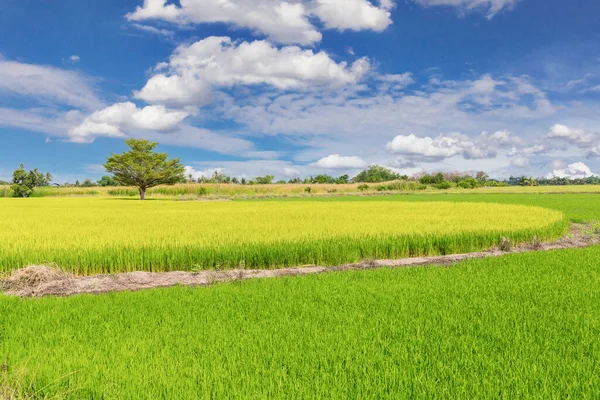 Risfältet Och Blå Himmel Moln Bakgrund Thailand — Stockfoto