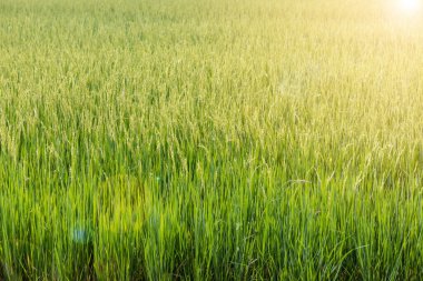 Tayland, çeltik pirinç tarlasında sarı yeşil pirinç..