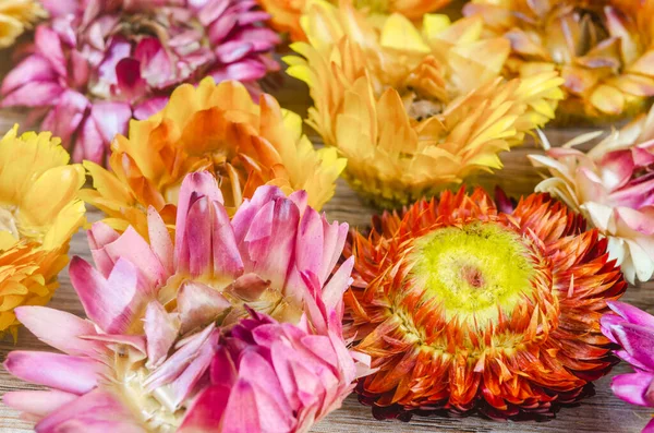 Ahşap arka planda kurumuş saman çiçeği başları.