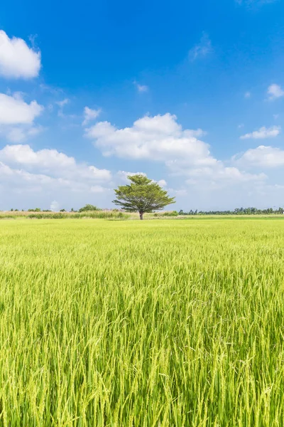 Rice Field Blue Sky Cloud Background Ταϊλάνδη — Φωτογραφία Αρχείου