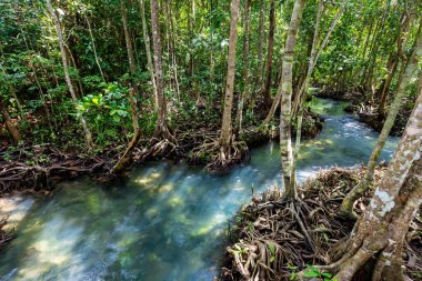 Tropikal ağaç kökleri ya da bataklık ormanlarındaki Tha pon mangrovları, Tayland, Krabi 'deki Klong Song Nam..