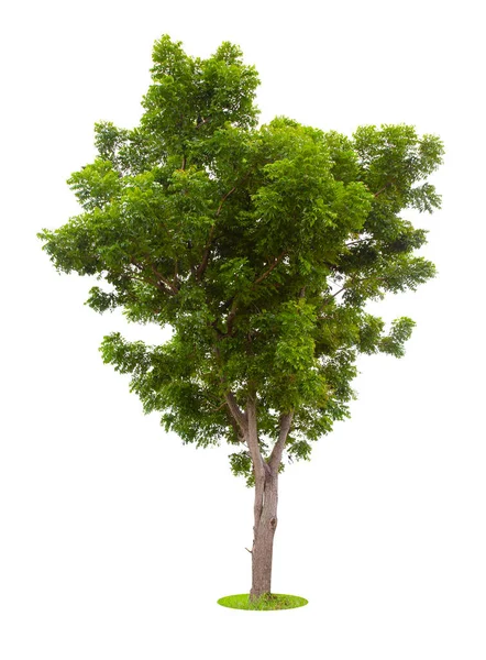 Единое Дерево Выделенное Белом Фоне Вырезанием Пути — стоковое фото