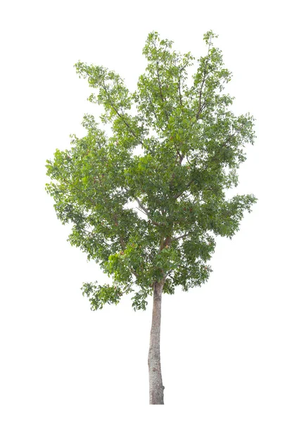 Single Tree Geïsoleerd Witte Achtergrond Met Knippad — Stockfoto