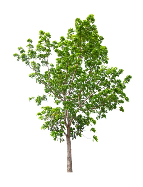 Одинокий Tree Изолирован Белом Фоне Обрезкой Пути — стоковое фото