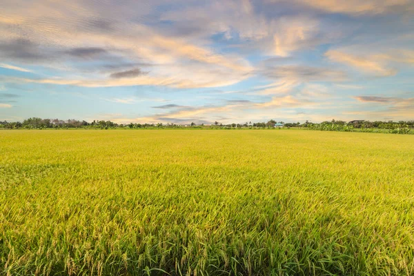 Rice Field Sunset Thailand — Foto Stock