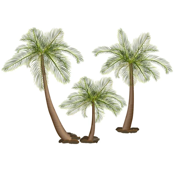 Palmeras con hojas verdes — Vector de stock