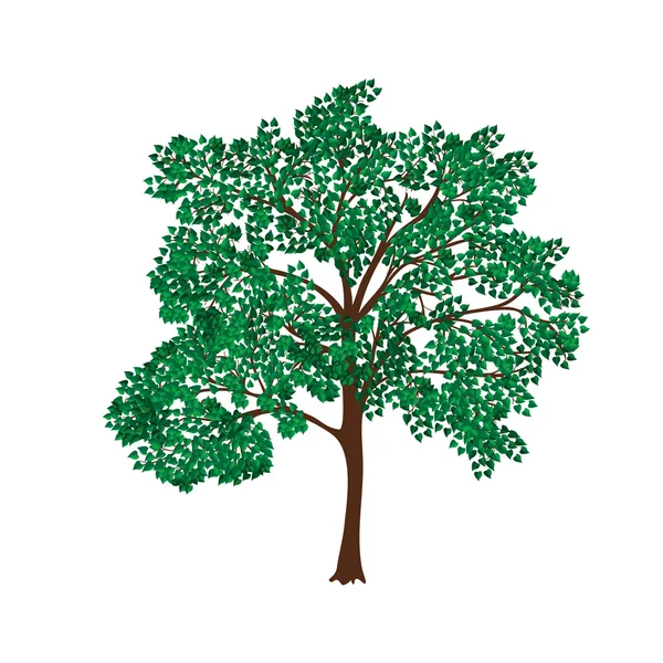 Icon tree with lush green foliage — Stock Vector