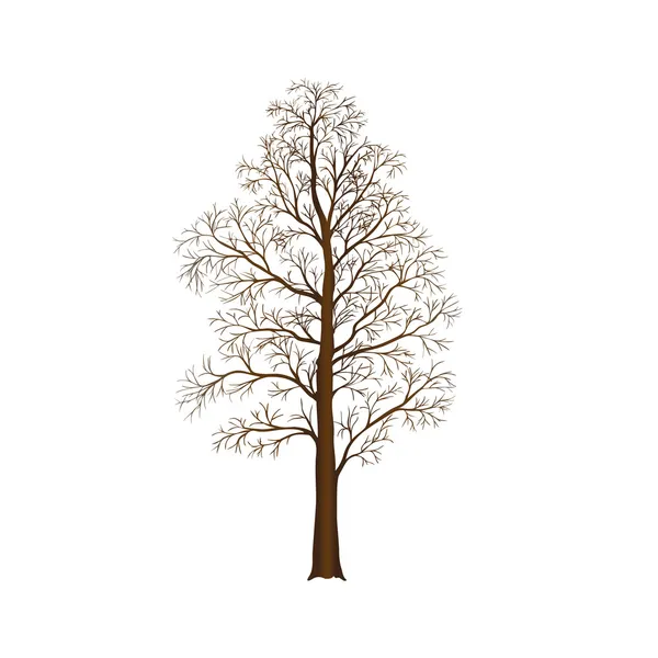 Detached tree without leaves, vector illustrations — Stock Vector