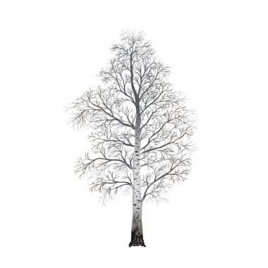 detached tree birch without leaves, vector illustrations clipart