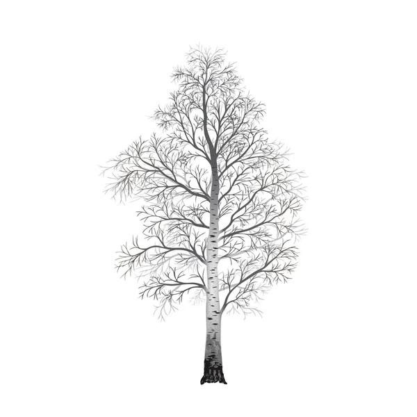 Bétula de árvore destacada sem folhas, ilustrações vetoriais — Vetor de Stock