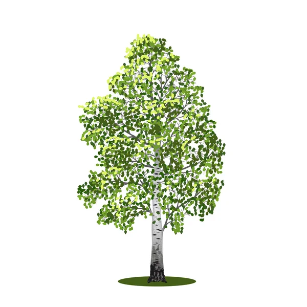 Brzoza wolnostojący drzewo z liśćmi, ilustracje wektorowe — Wektor stockowy