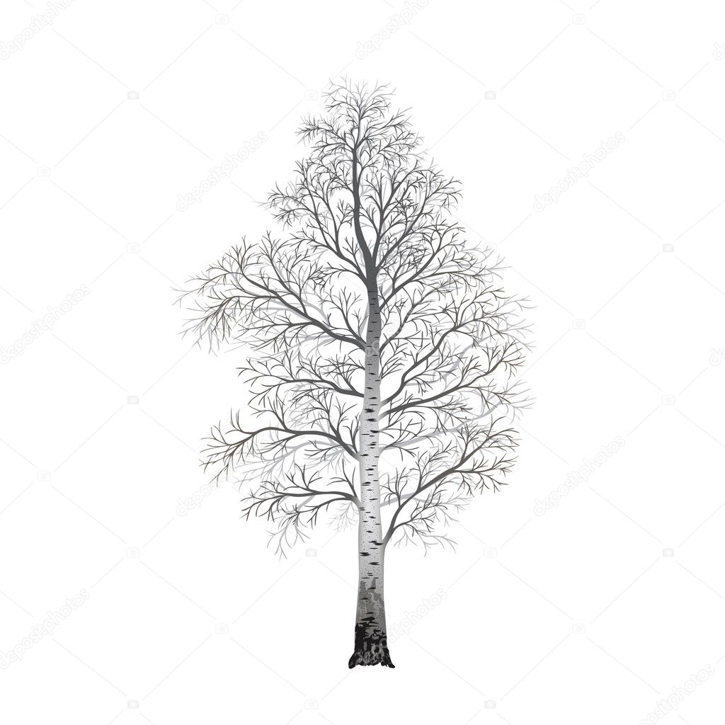 detached tree birch without leaves, vector illustrations