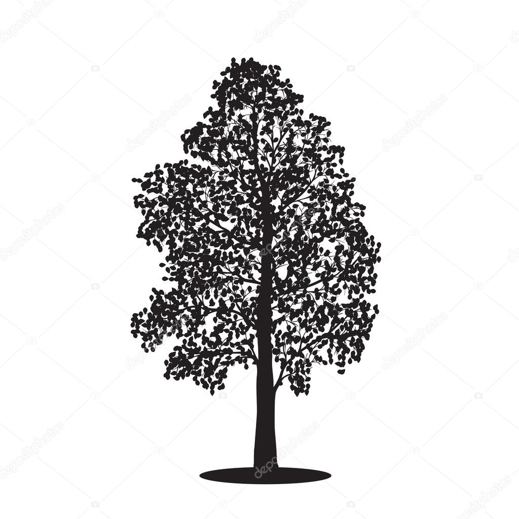silhouette detached tree birch with leaves, vector illustrations