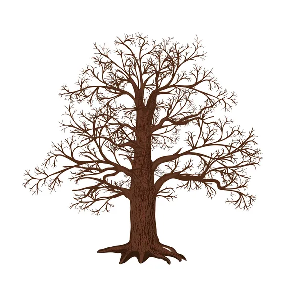 Oak without leaves on a white background — Stock Vector