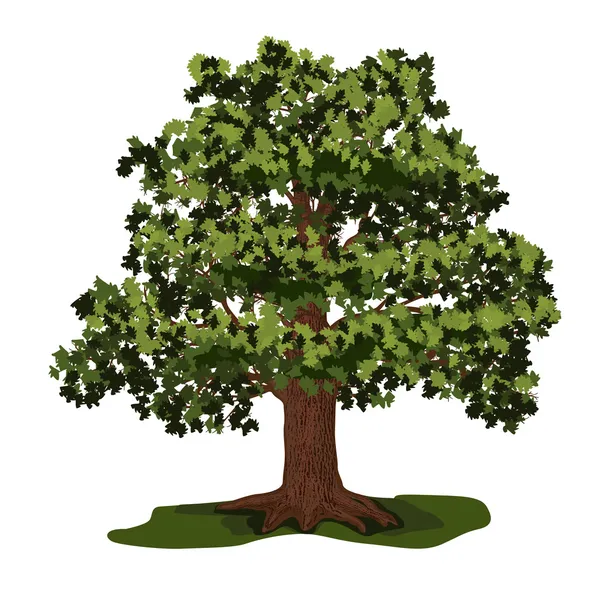 Yeşil yaprakları ile meşe ağacı — Stok Vektör