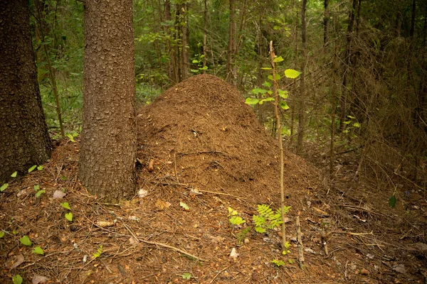 En stor brun myrstack i en grön skog. Ett hem för myror i deras naturliga miljö. — Stockfoto