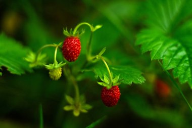 Yeşil çalılıklarda kırmızı çilekler. Yaz doğal vitaminleri. Böğürtlen topluyorum.