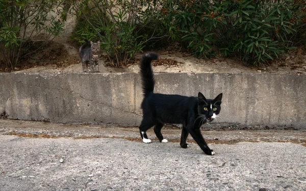 Černý kocour přejde silnici. Zbloudilá černá kočka kráčí ulicí. — Stock fotografie