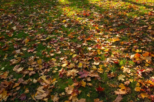 Cadute foglie autunnali nel parco sull'erba. Foglie gialle cadute da un albero. Tappeto d'autunno nella foresta. — Foto Stock