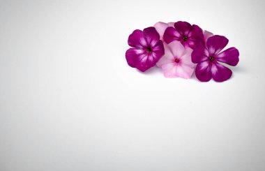 Beyaz bir izolasyonda taç yapraklı mor çiçek tomurcukları. Tebrik kartı için arka plan. Mesaj atmak için temiz bir yer. Anneler Günü için bir kartpostal..