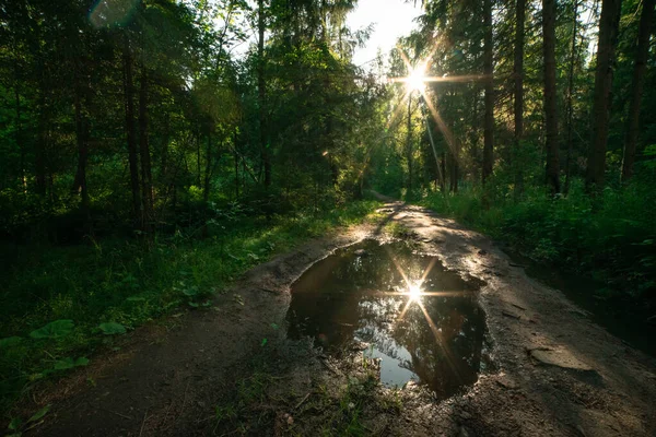 Túraösvény a reggeli erdőben. Egy átlátszó pocsolya az erdei ösvényen, a nap sugarai áttörnek az ágakon. — Stock Fotó